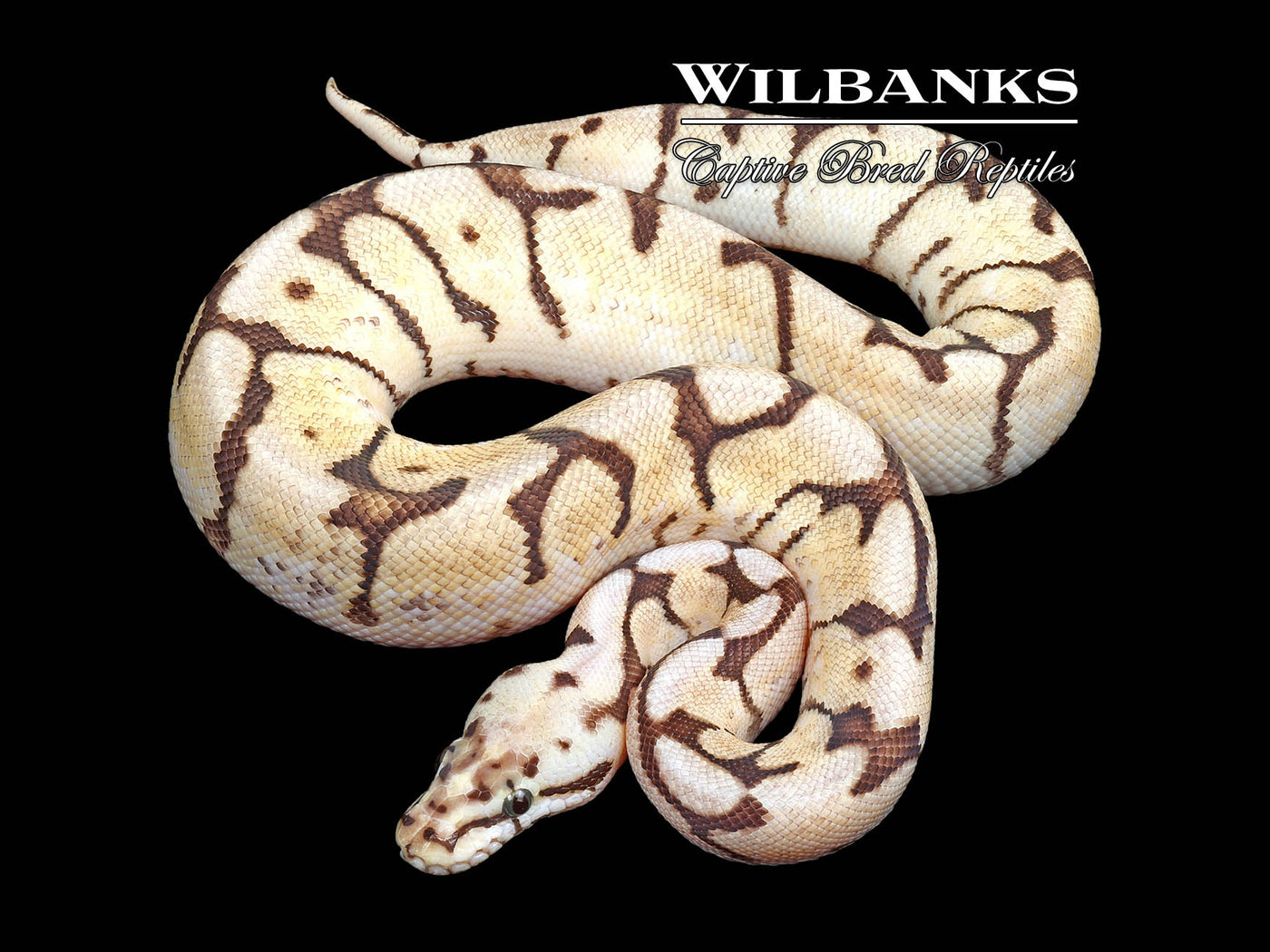 Fire Bee 100% Het. Black Axanthic Ball Python ♂ '24