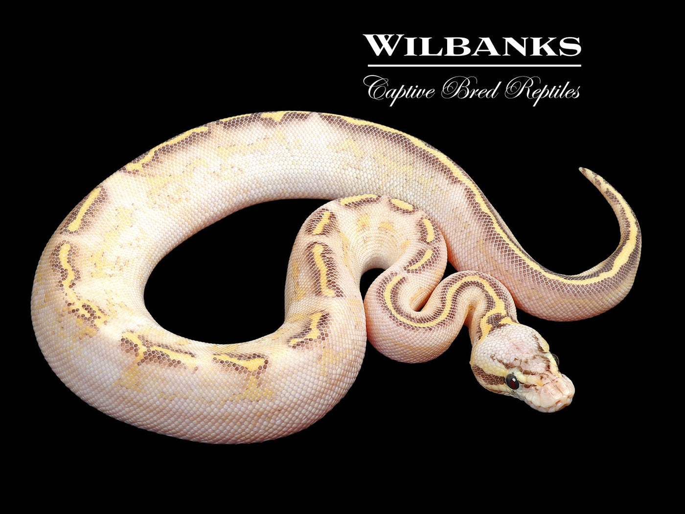 Pastel Highway Ball Python ♀ '24