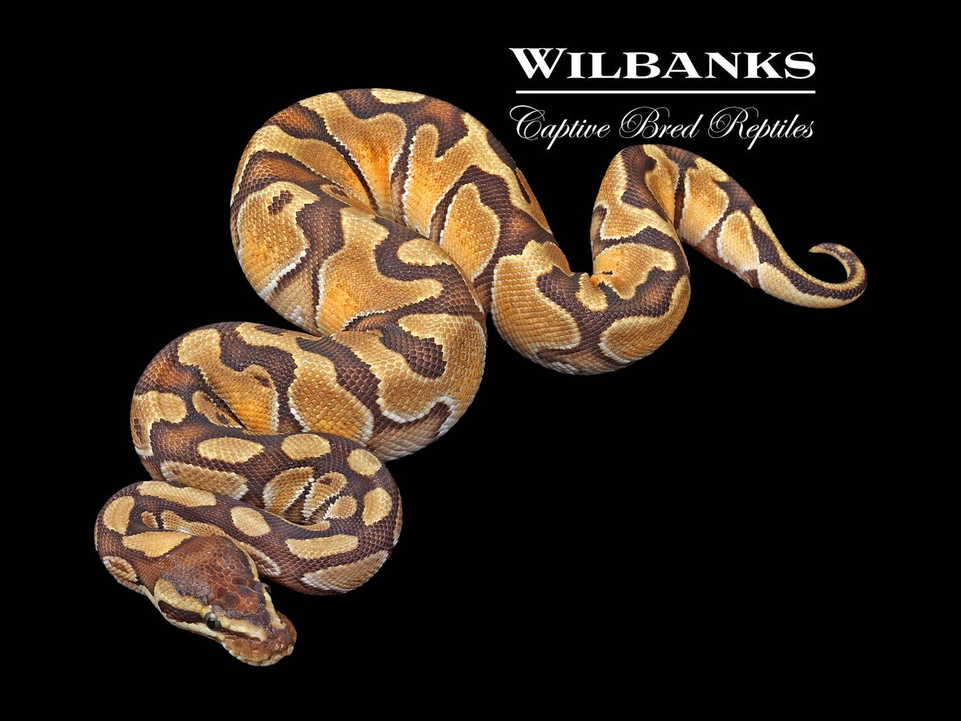 Enchi Russo Ball Python ♂ '24