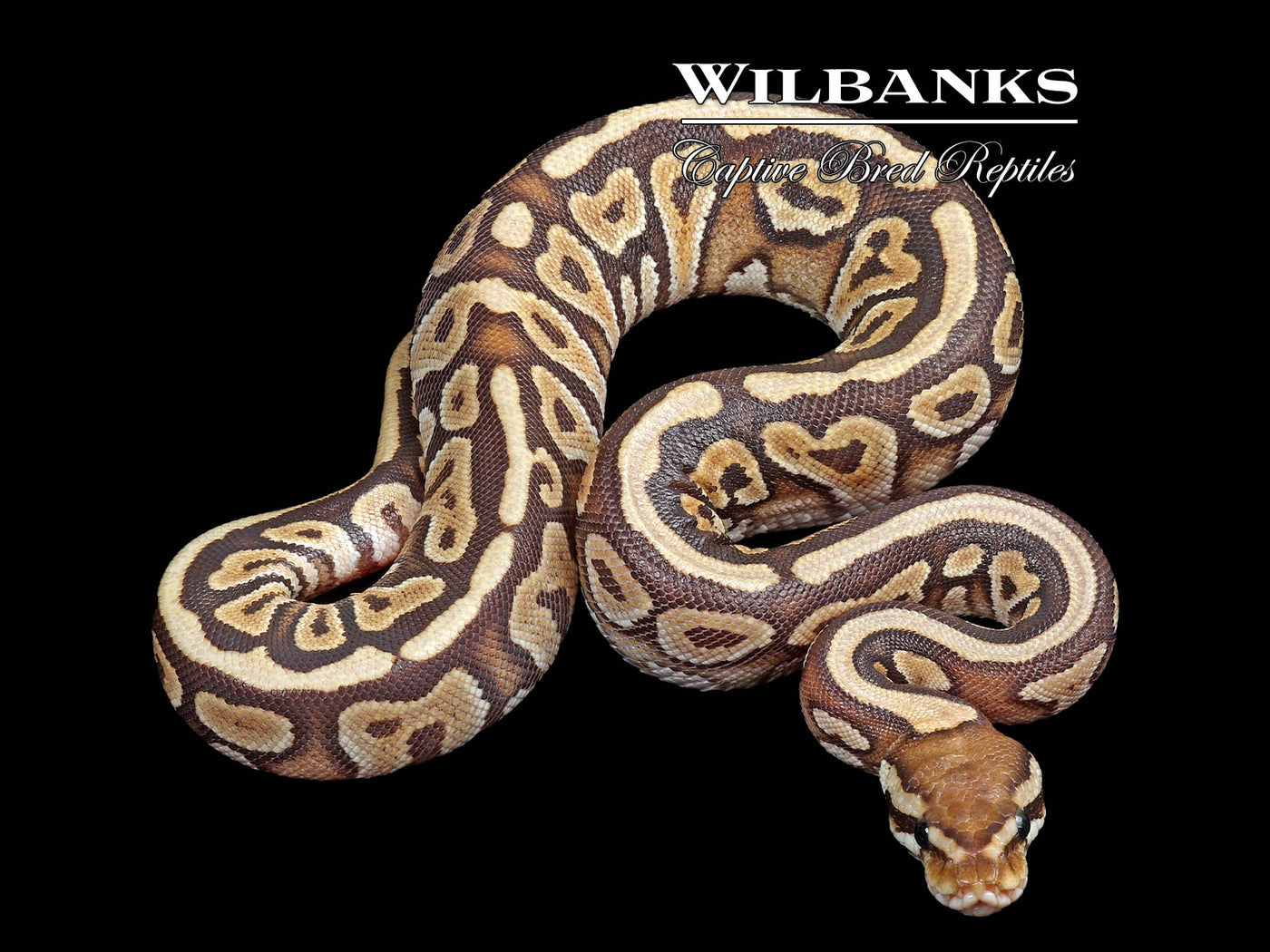 Mojave Spotnose 100% Het. Clown Ball Python ♀ '24