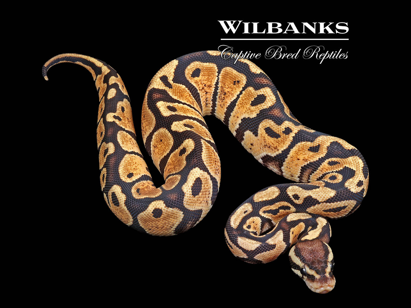 Pastel Gravel Ball Python ♀ '24