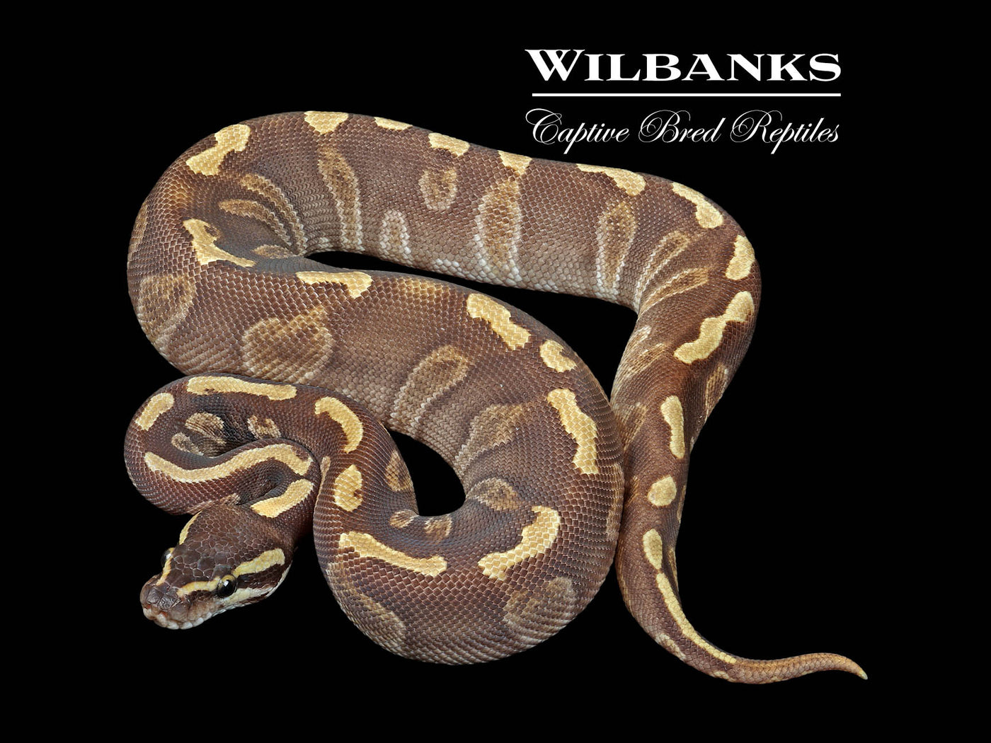 Mojave GHI Enchi Ball Python ♀ '24