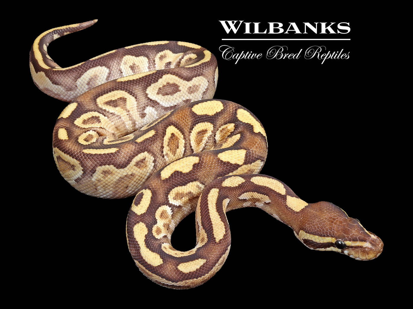 Mojave Fire Ball Python ♀ '24