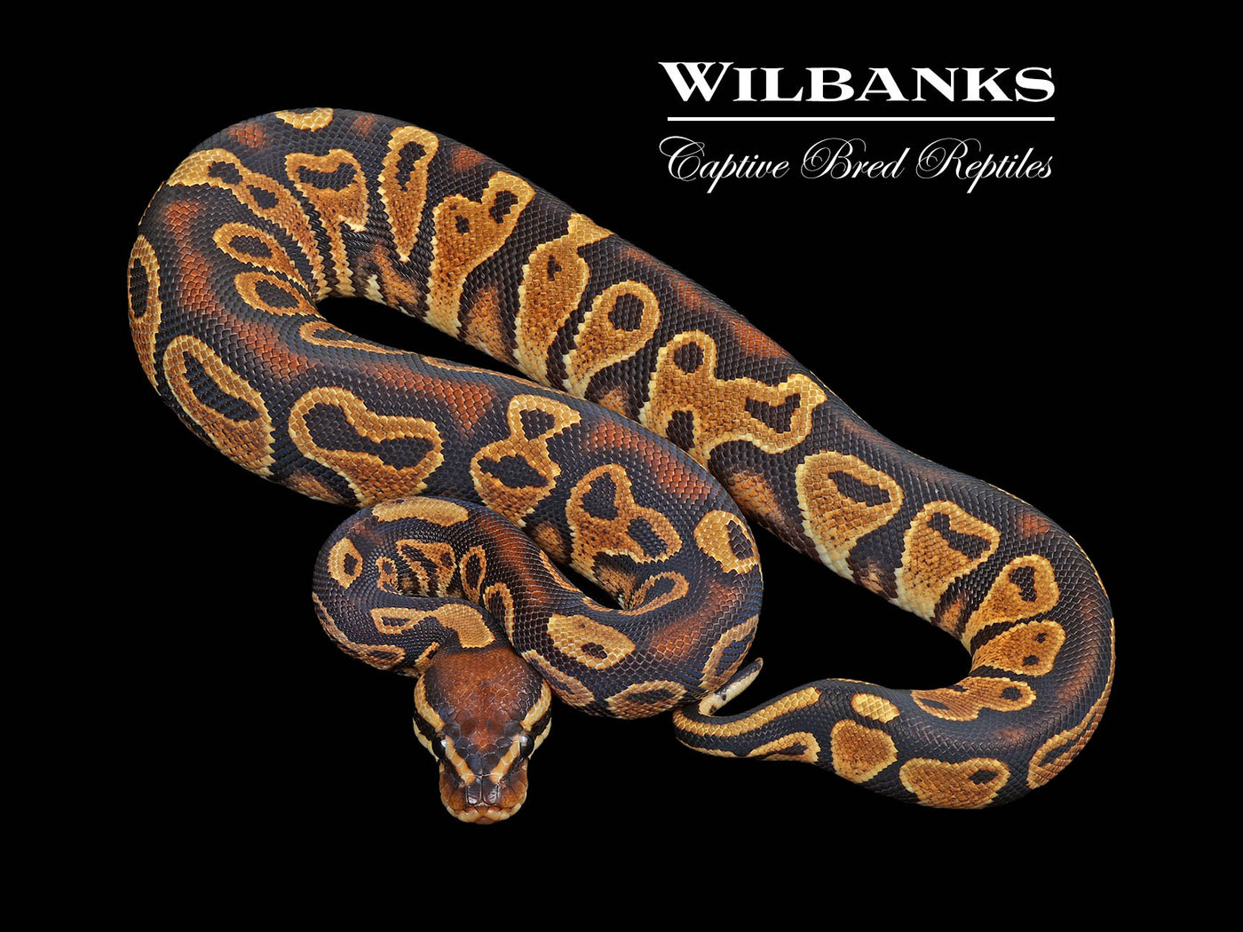 Orange Crush Yellow Belly Ball Python ♀ '24