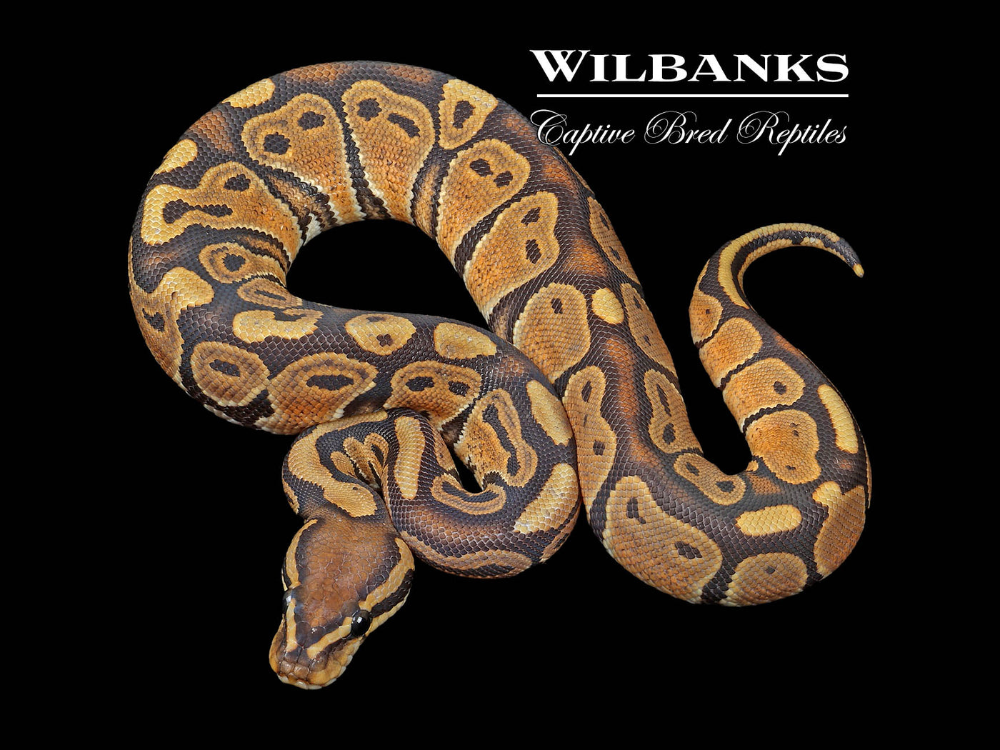 Orange Crush Ball Python ♂ '24