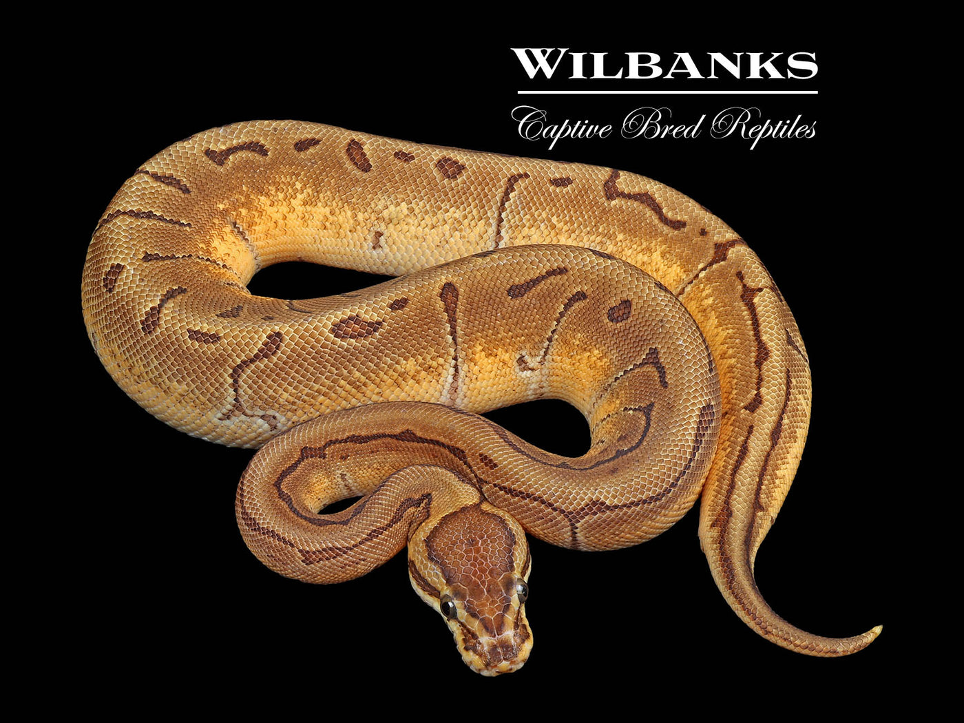 Enchi Pinstripe 100% Het. Orange Crush Ball Python ♂ '24