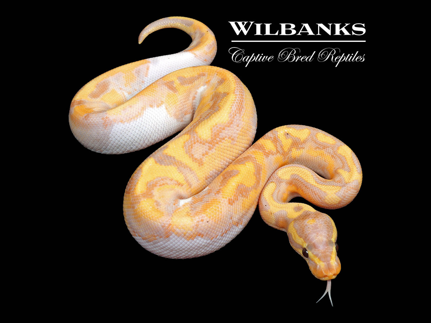 Banana Pied Ball Python ♂ '24