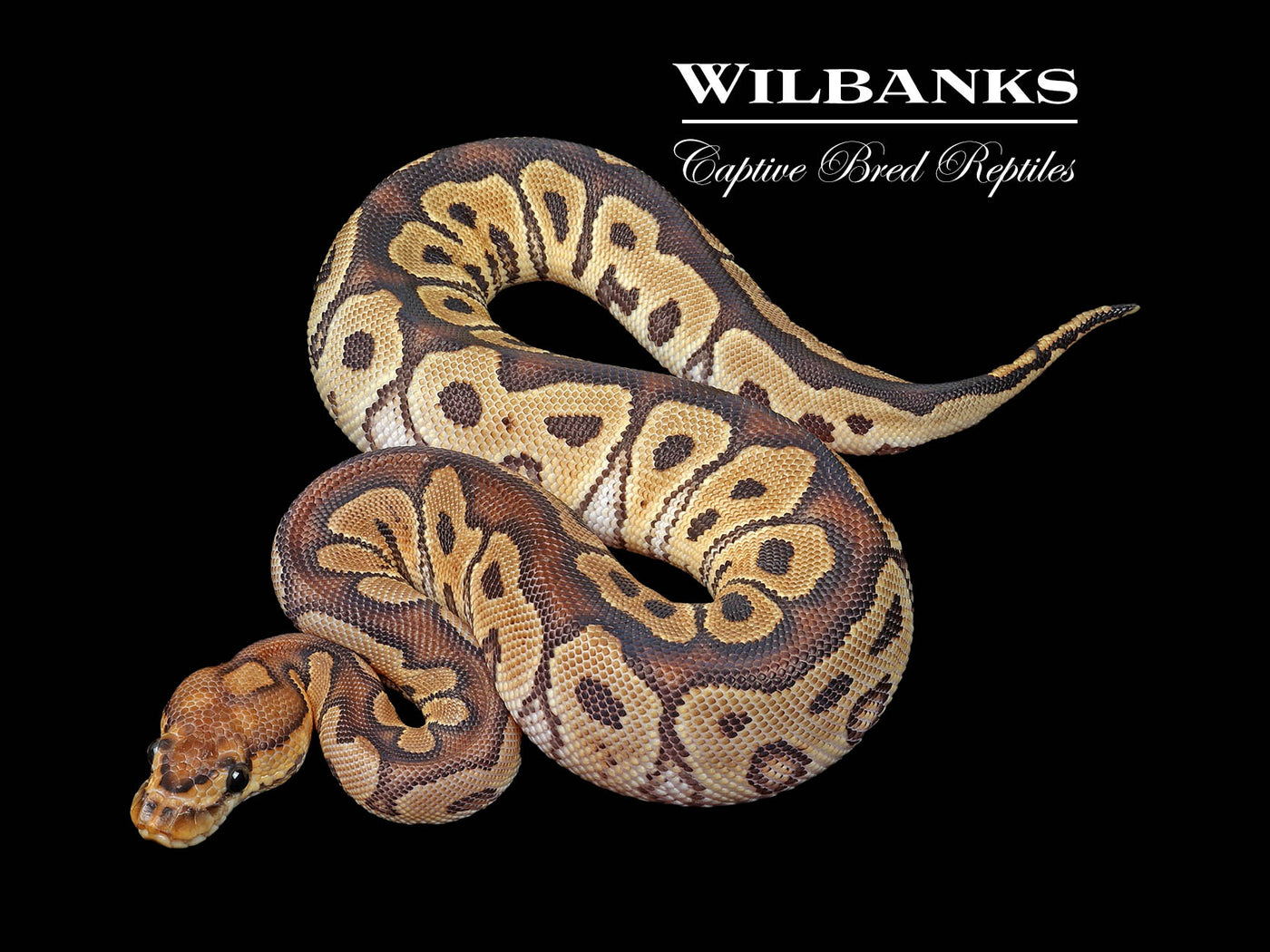 Clown Ball Python ♀ '24