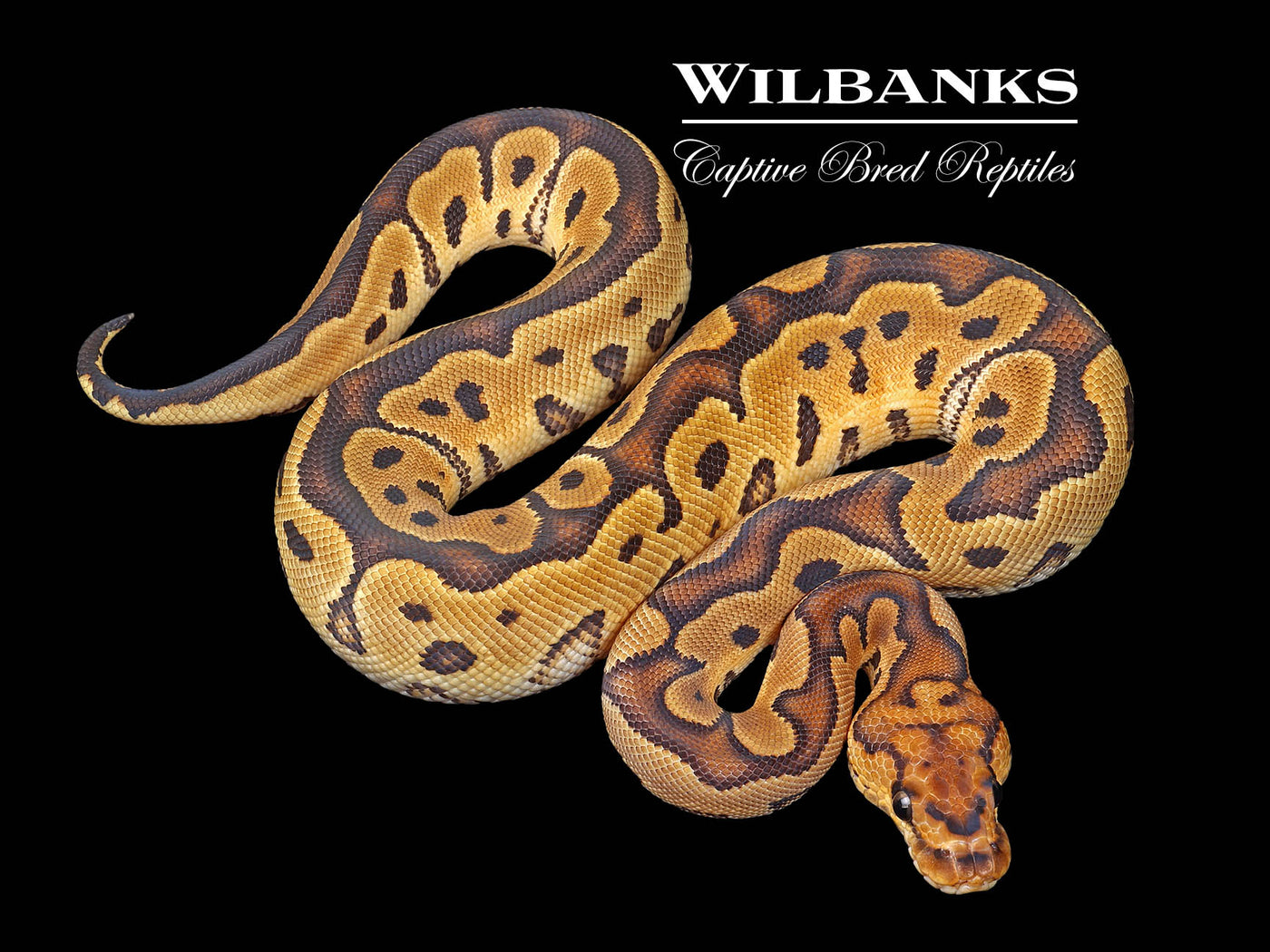 Clown Ball Python ♀ '24