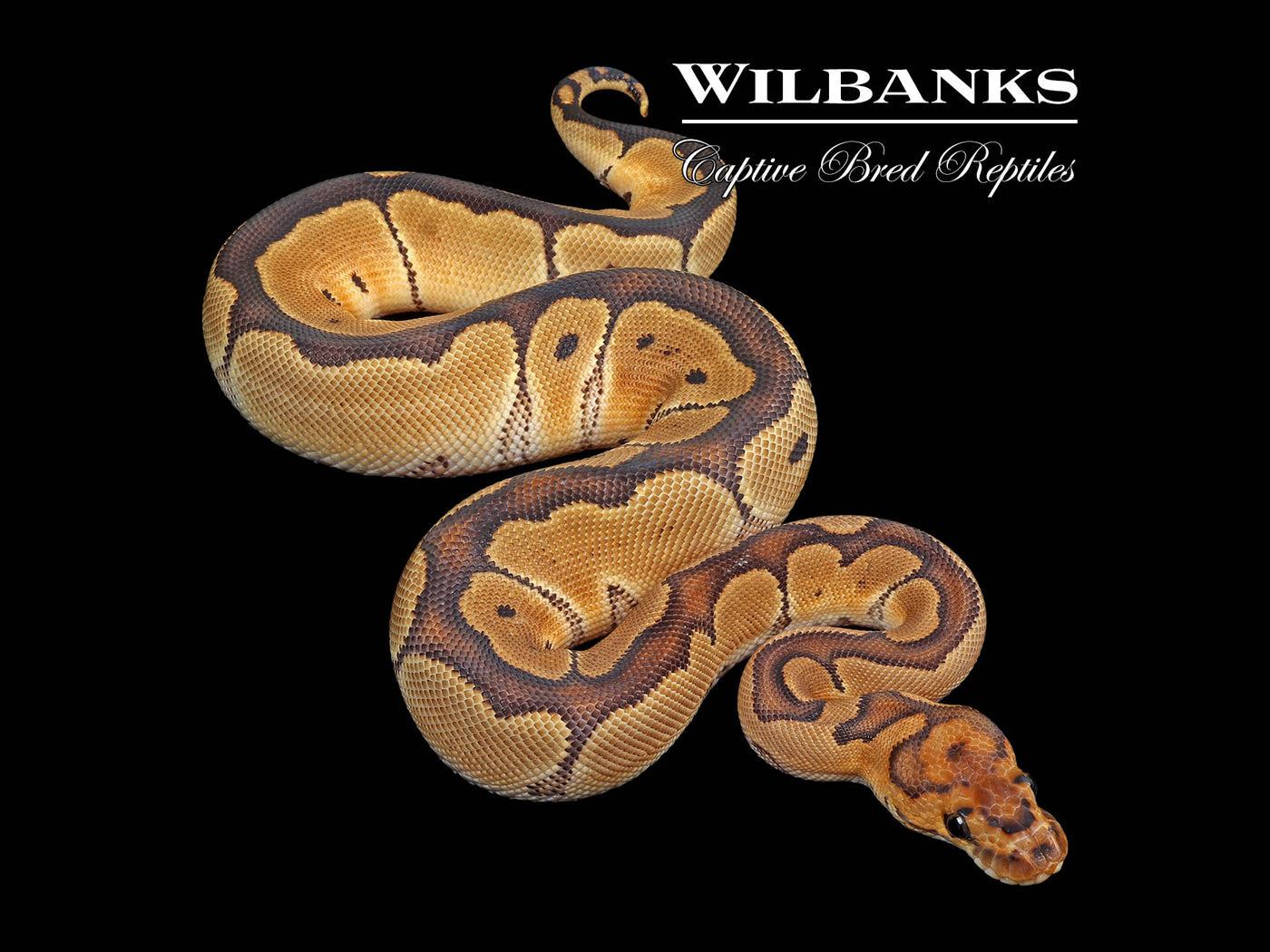 Clown Ball Python ♀ '24