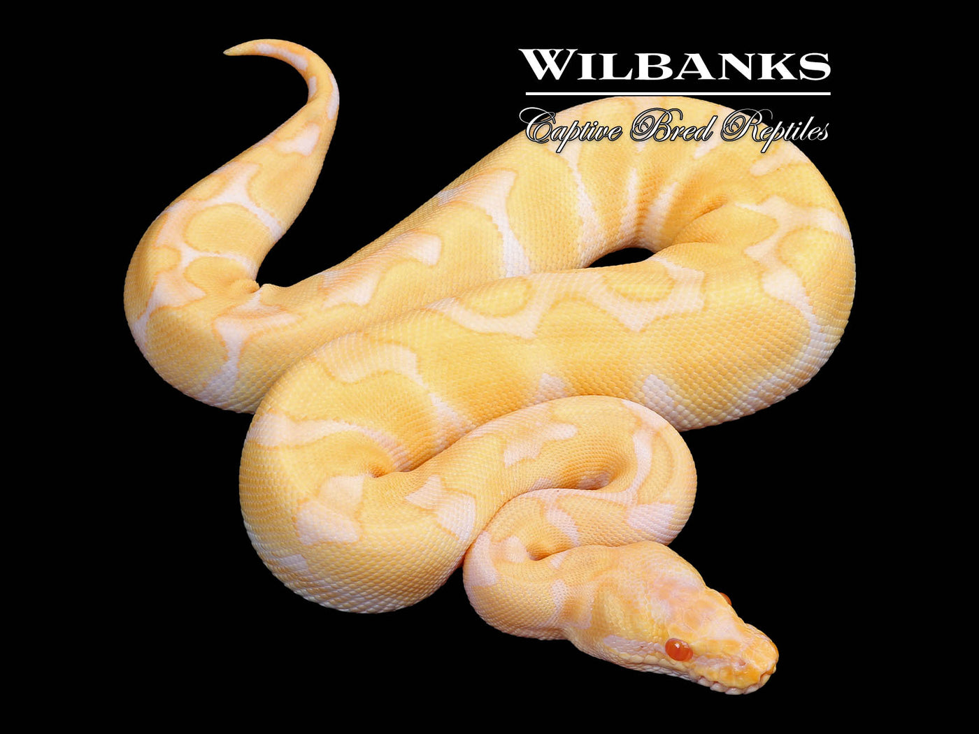 Albino Enchi Ball Python ♀ '24
