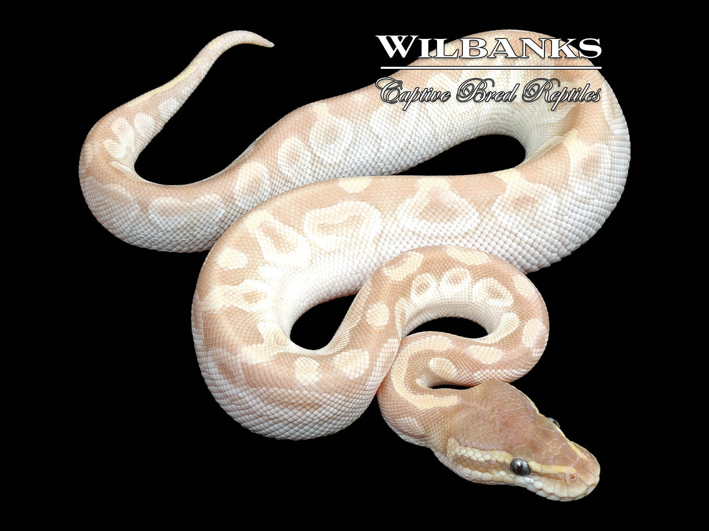 Crystal Ball Python ♂ '24