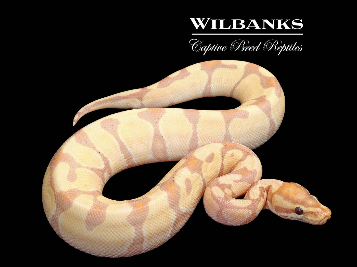 Banana Enchi Ball Python ♂ '24