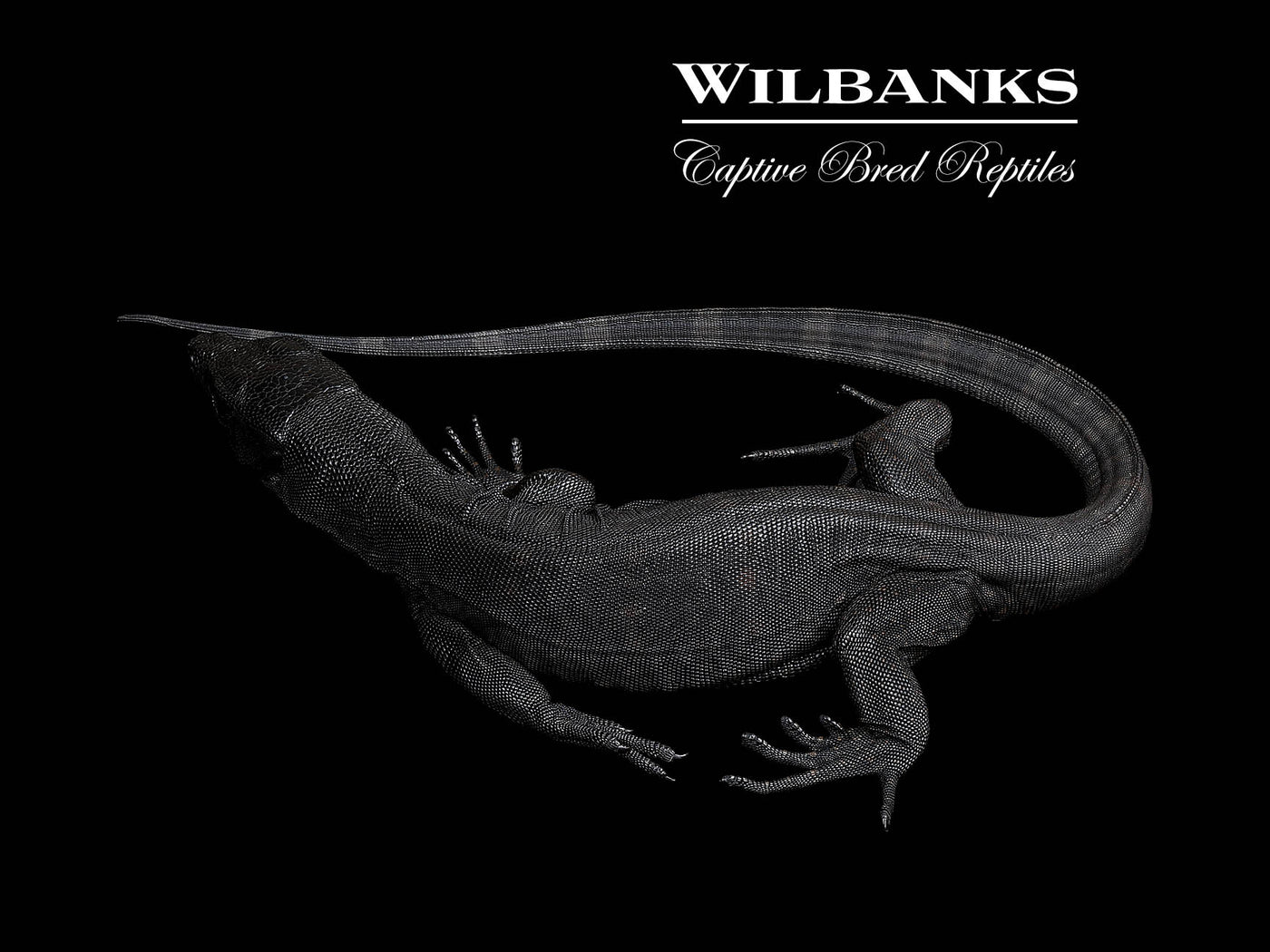 Black Dragon Asian Water Monitor USCBB '25