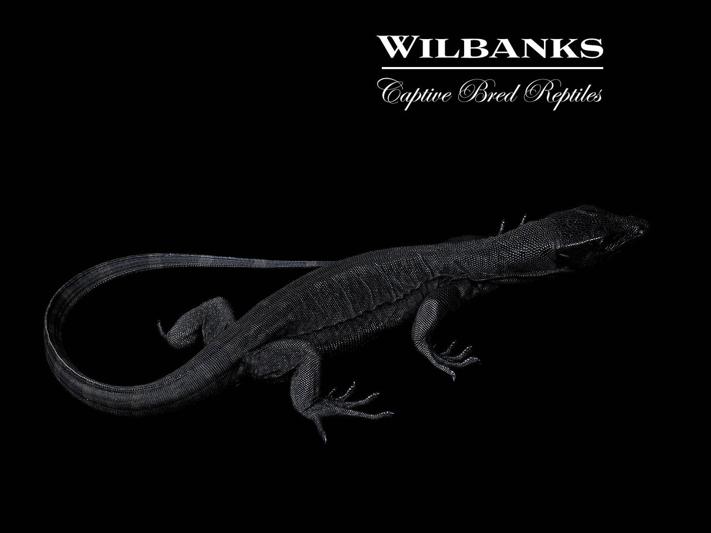 Black Dragon Asian Water Monitor USCBB '25