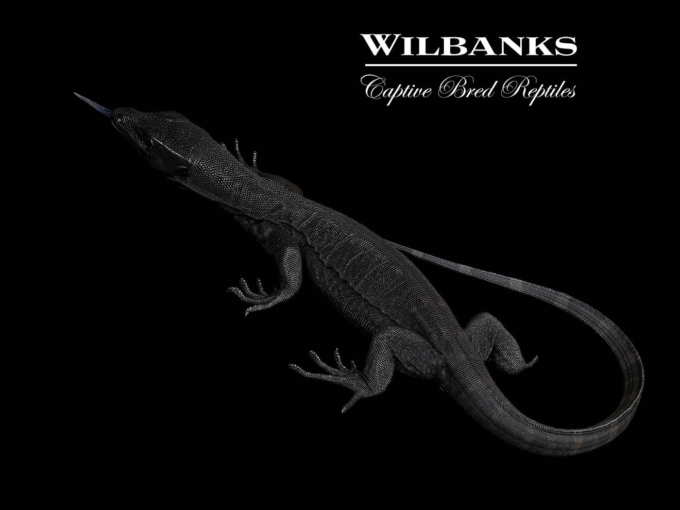 Black Dragon Asian Water Monitor USCBB '25