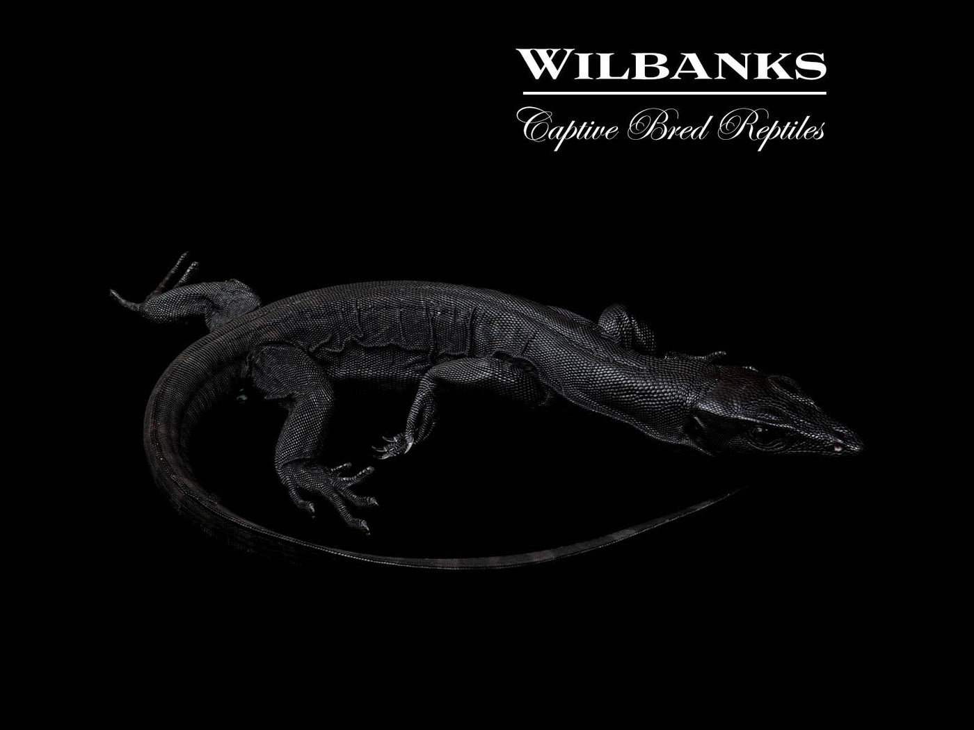 Black Dragon Asian Water Monitor USCBB '25