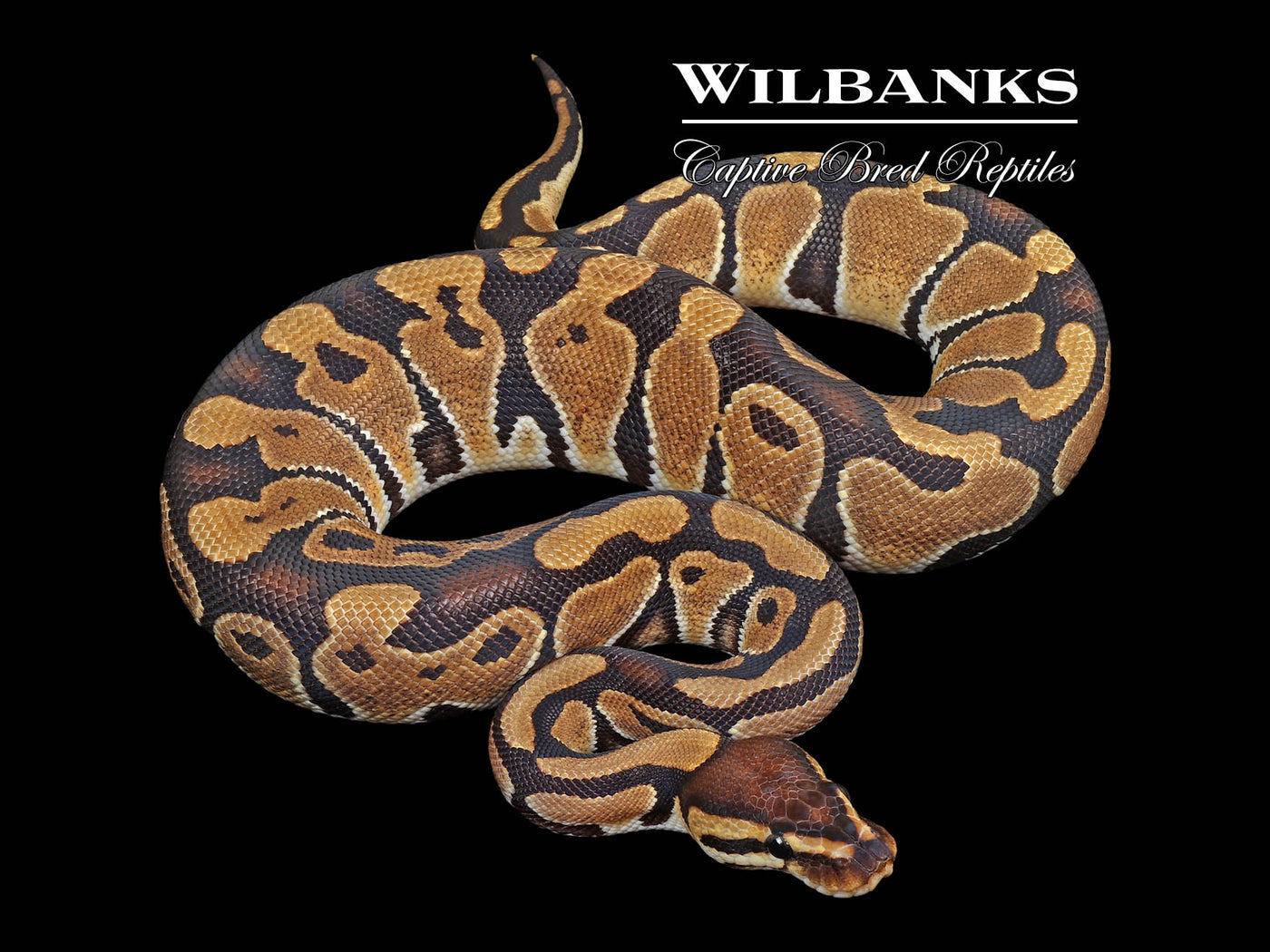 100% DH Sunset Clown Ball Python ♀ '24