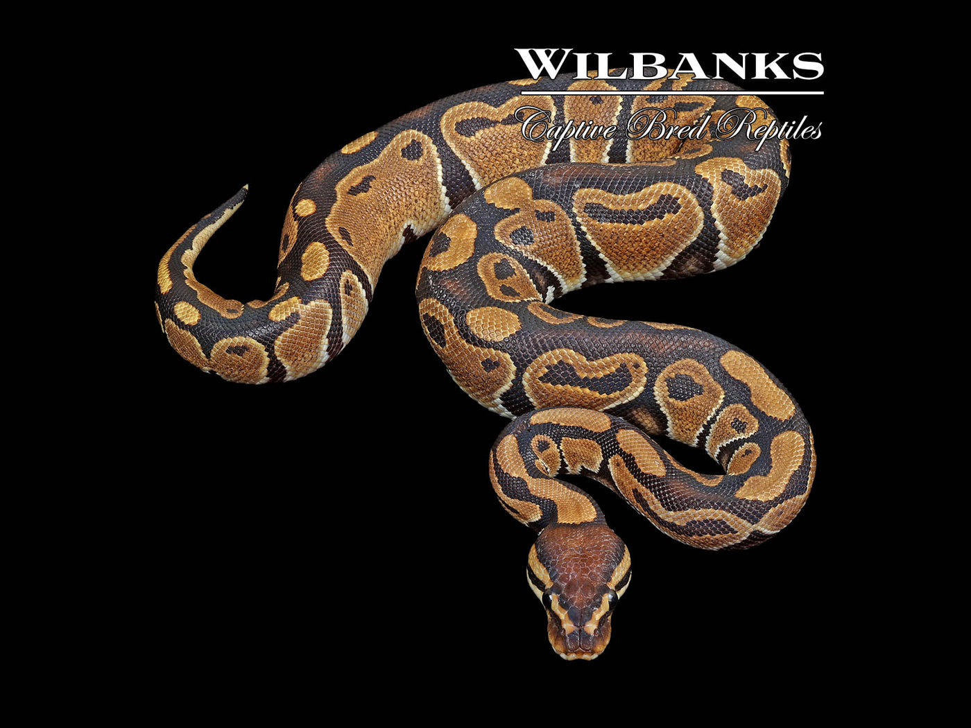 100% DH Sunset Clown Ball Python ♀ '24