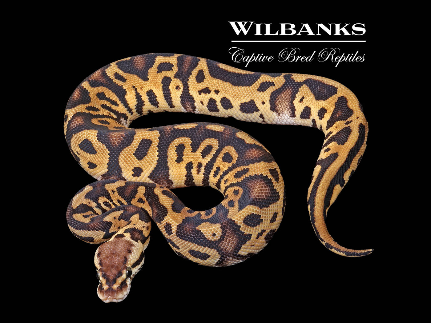 Pastel Leopard 100% Het. Clown Ball Python ♀ '24