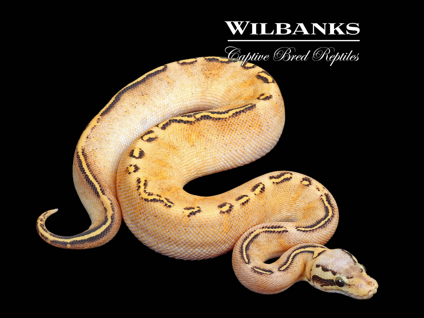 Pastel GHI Freeway Ball Python ♀ '24