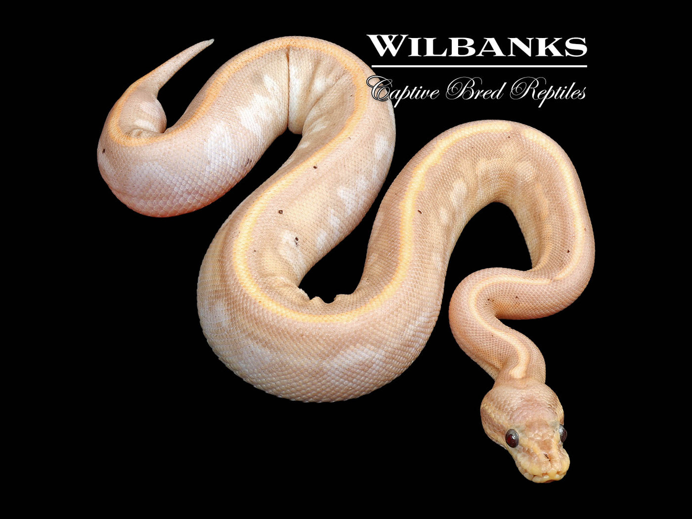 Stranger Banana Cinnamon Yellow Belly Ball Python ♀ '24