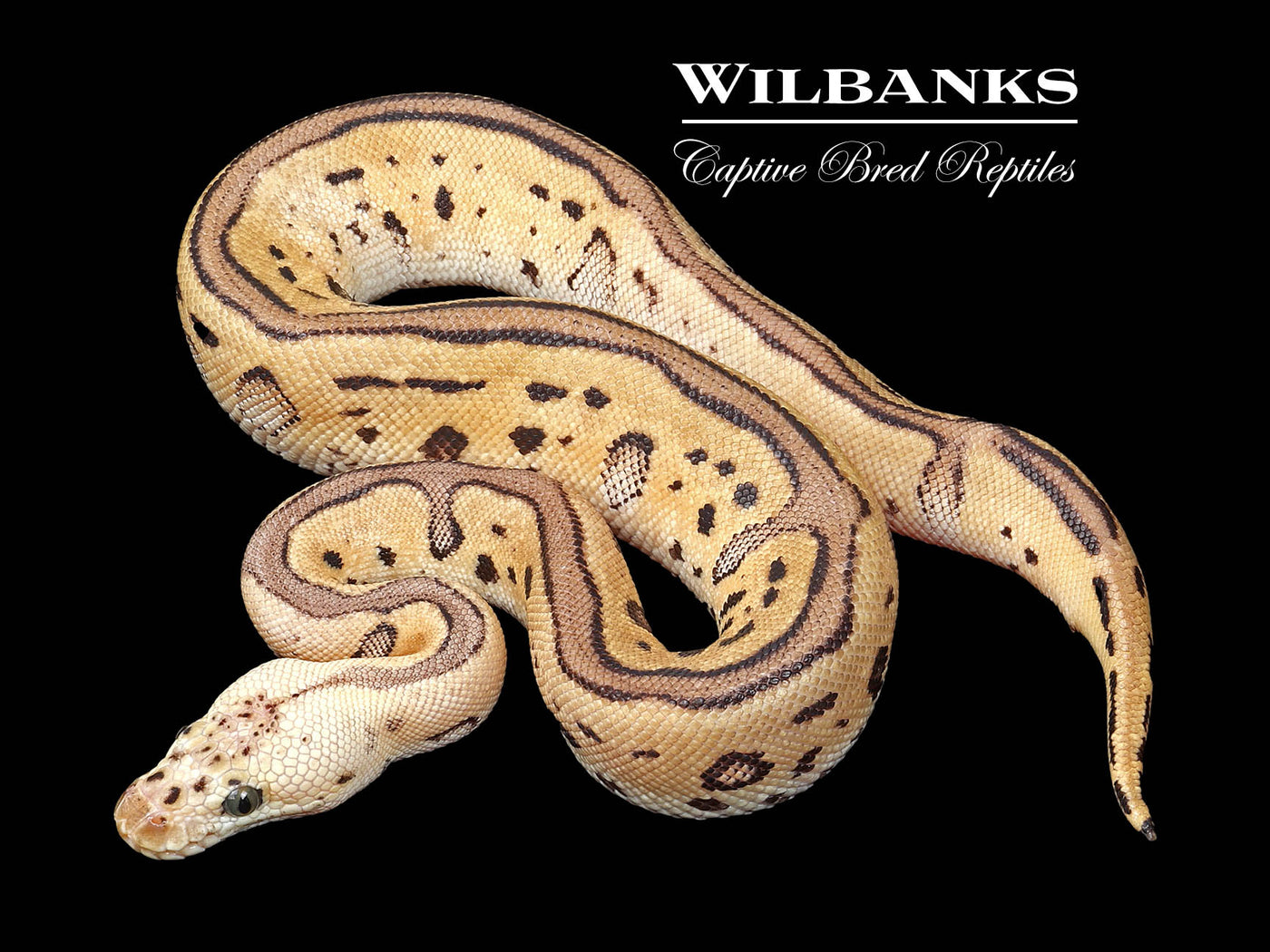 Pastel Leopard Clown Ball Python ♂ '24