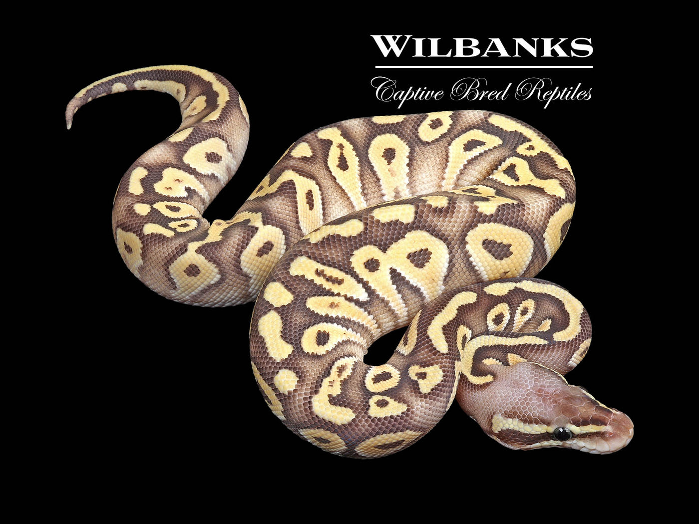 Pastel Mojave Ghost Ball Python ♀ '24