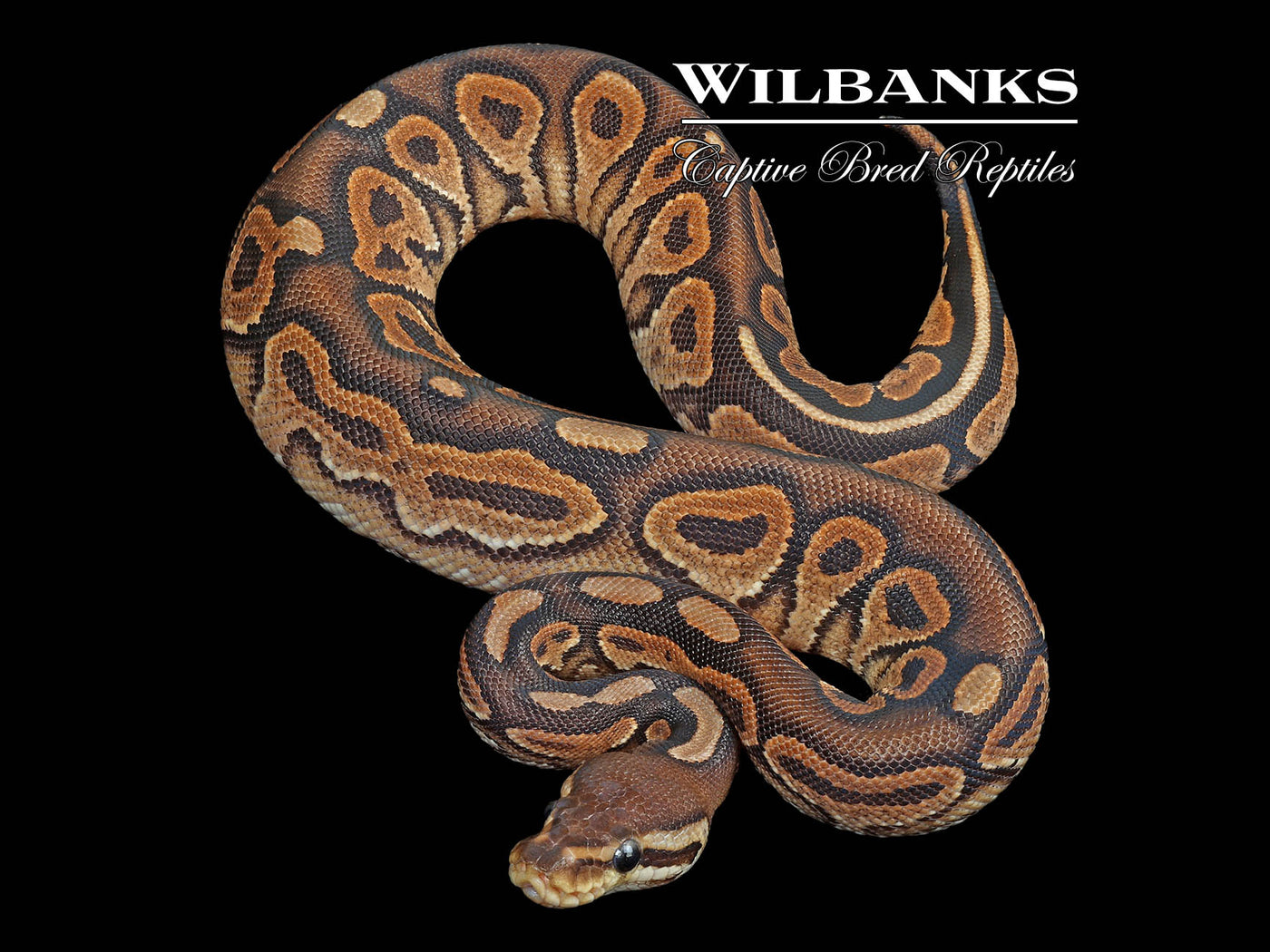 Cinnamon Spark Ball Python ♀ '24