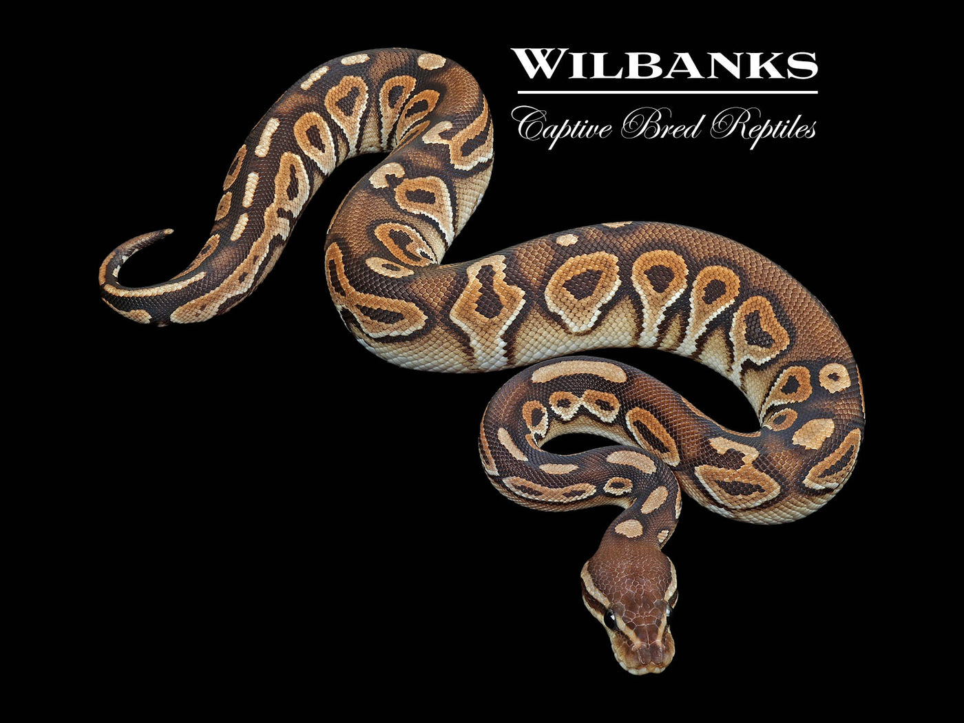 Cinnamon 100% Het. Lavender Albino Ball Python ♀ '24