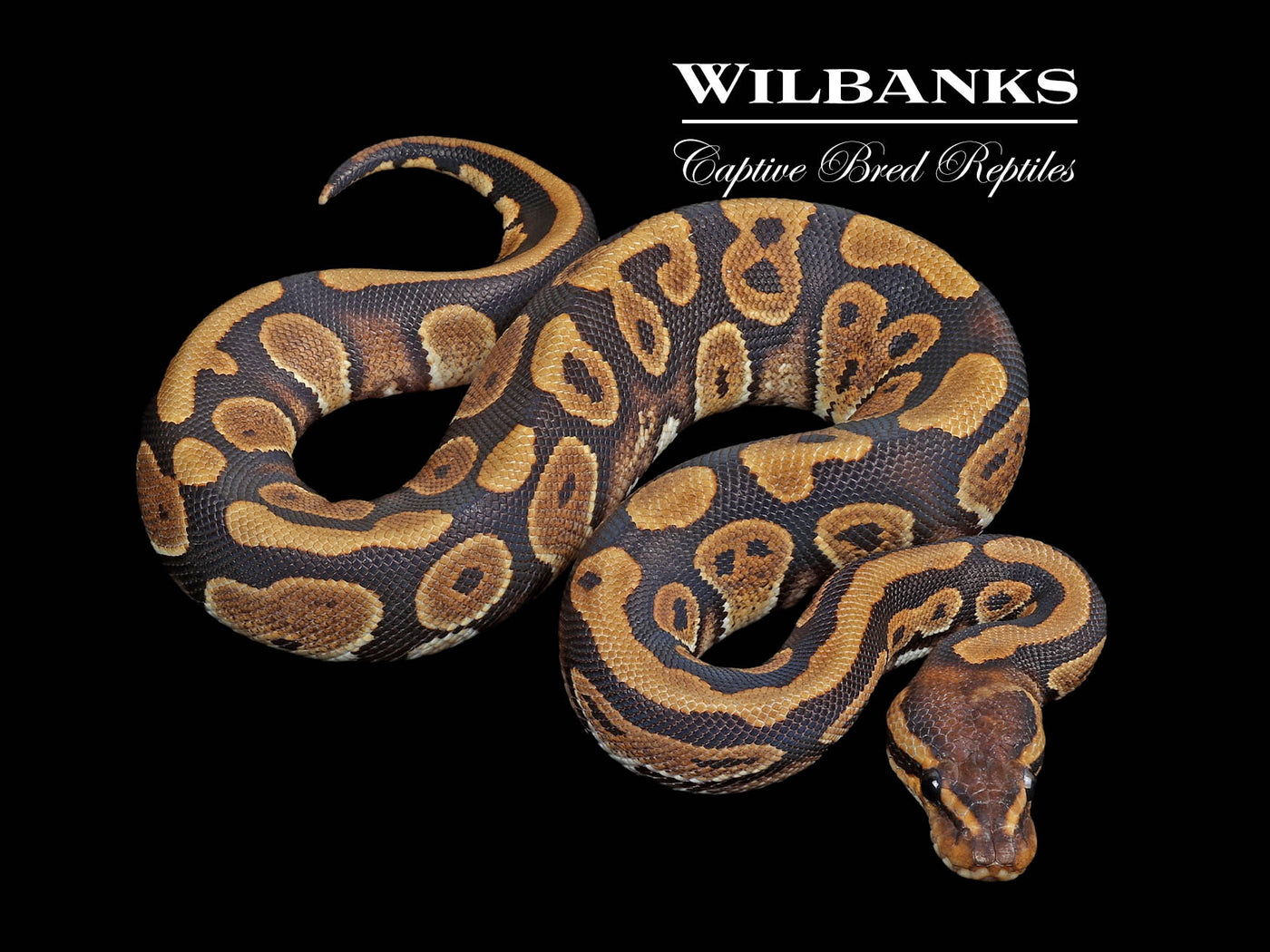 Mahogany 100% Het. Hypo Ball Python ♂ '24