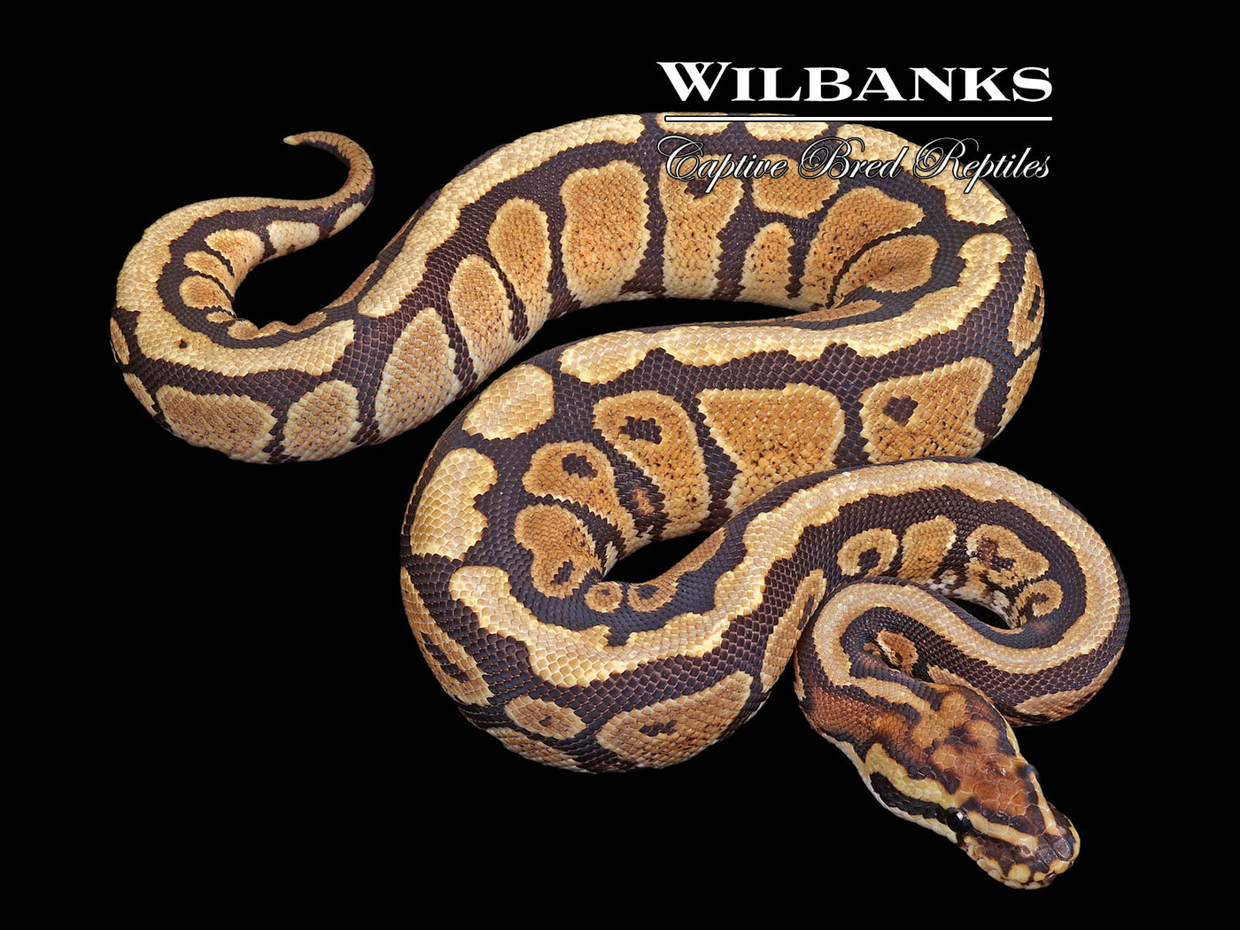 Spotnose Spark Ball Python ♂ '24