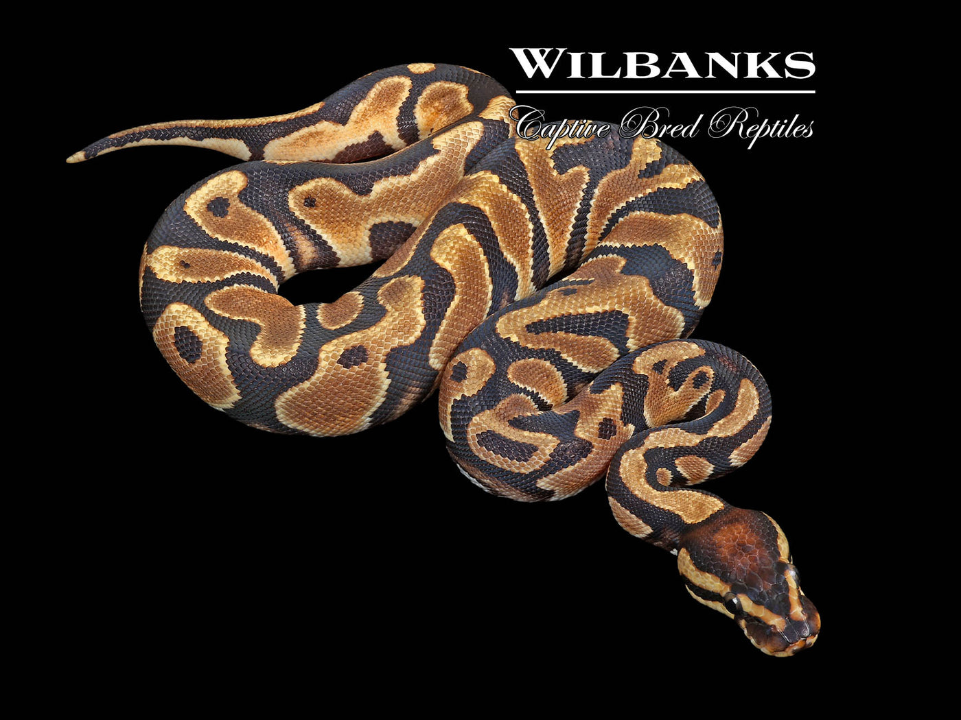 Orange Dream Gravel Ball Python ♀ '24