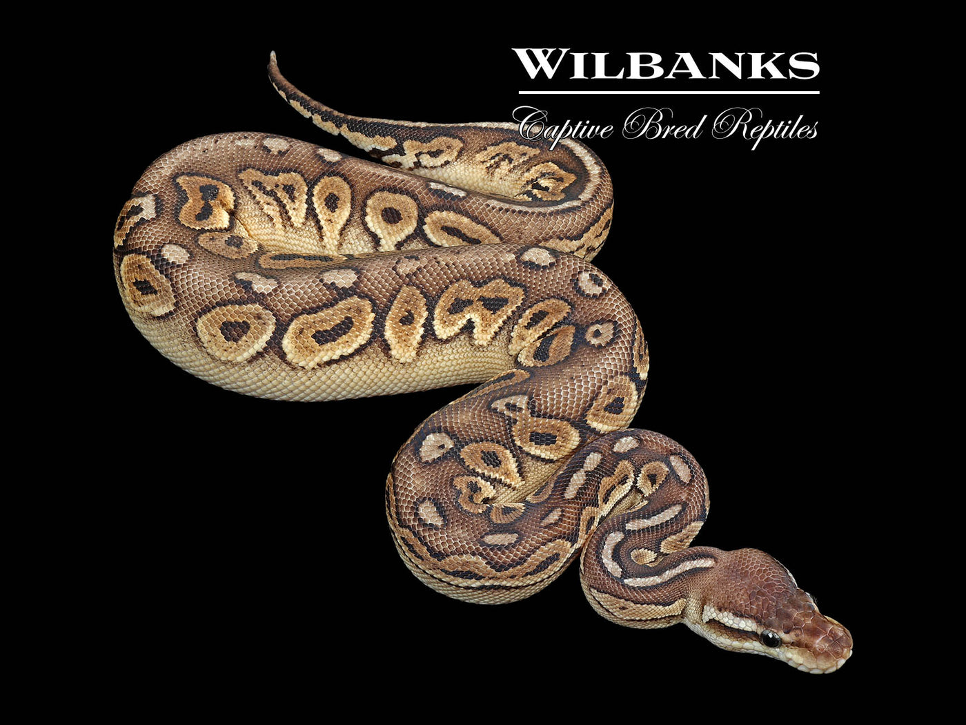 Pewter Ball Python ♀ '24