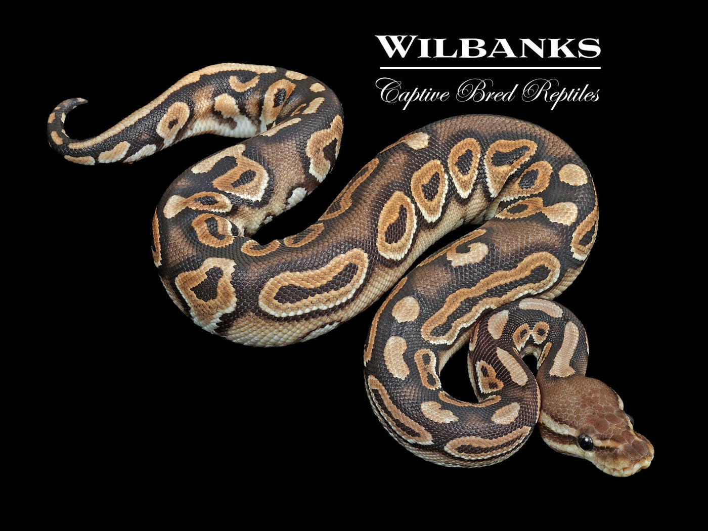 Cinnamon 100% Het. Clown Ball Python ♀ '24