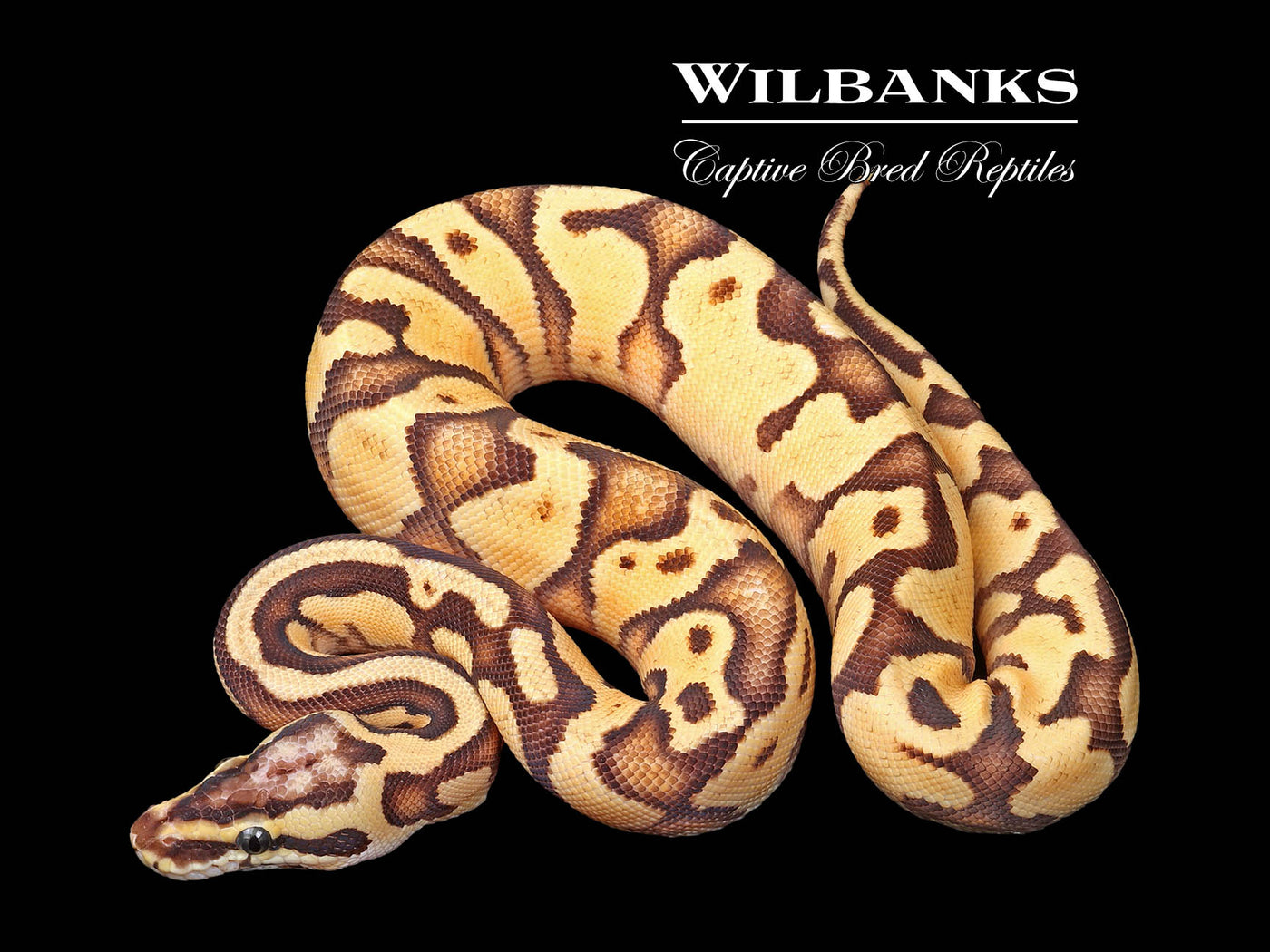 Pastel Enchi Yellow Belly or Asphalt Ball Python ♂ '24