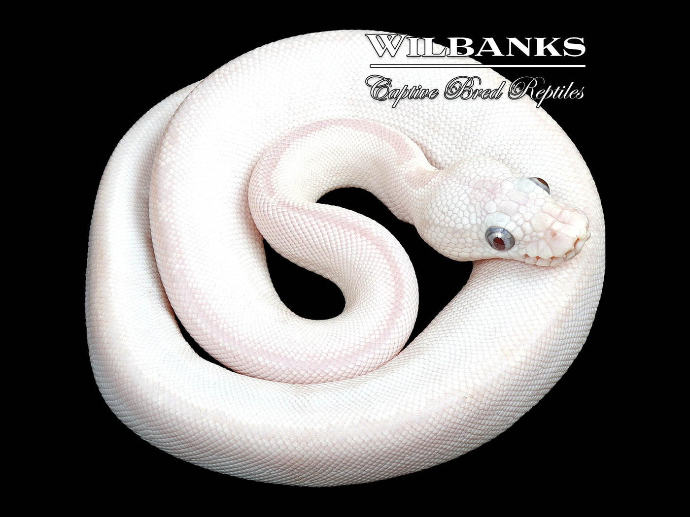 Banana Blue Eyed Lucy (Butter Bamboo) Ball Python ♂ '24