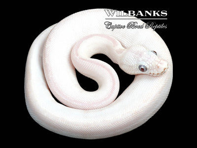 Banana Blue Eyed Lucy (Butter Bamboo) Ball Python ♂ '24