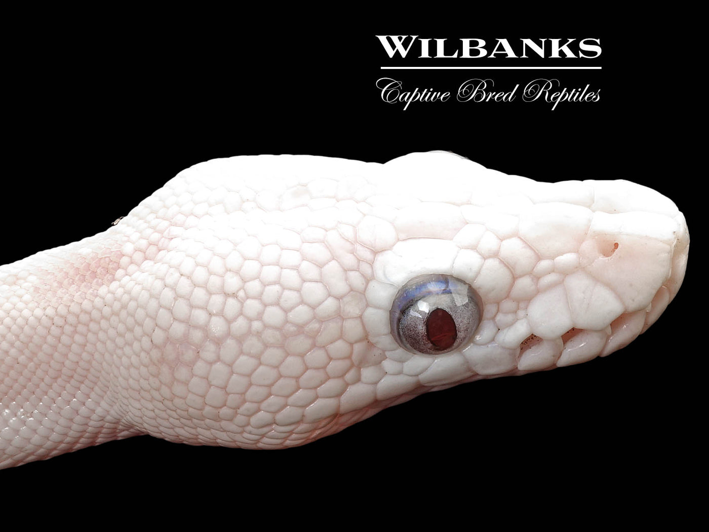 Banana Blue Eyed Lucy (Butter Bamboo) Ball Python ♂ '24