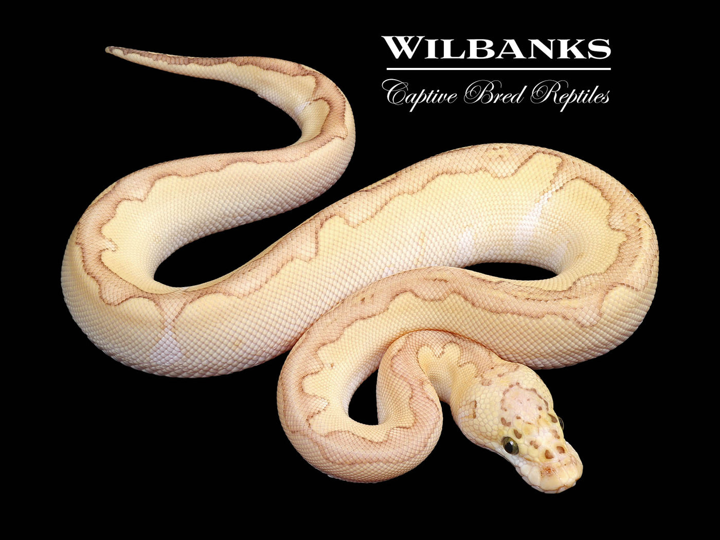 ButterFly Clown Ball Python ♀ '24