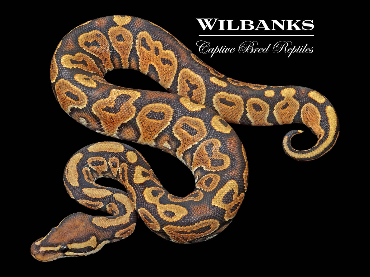 Orange Crush Yellow Belly Ball Python ♂ '24