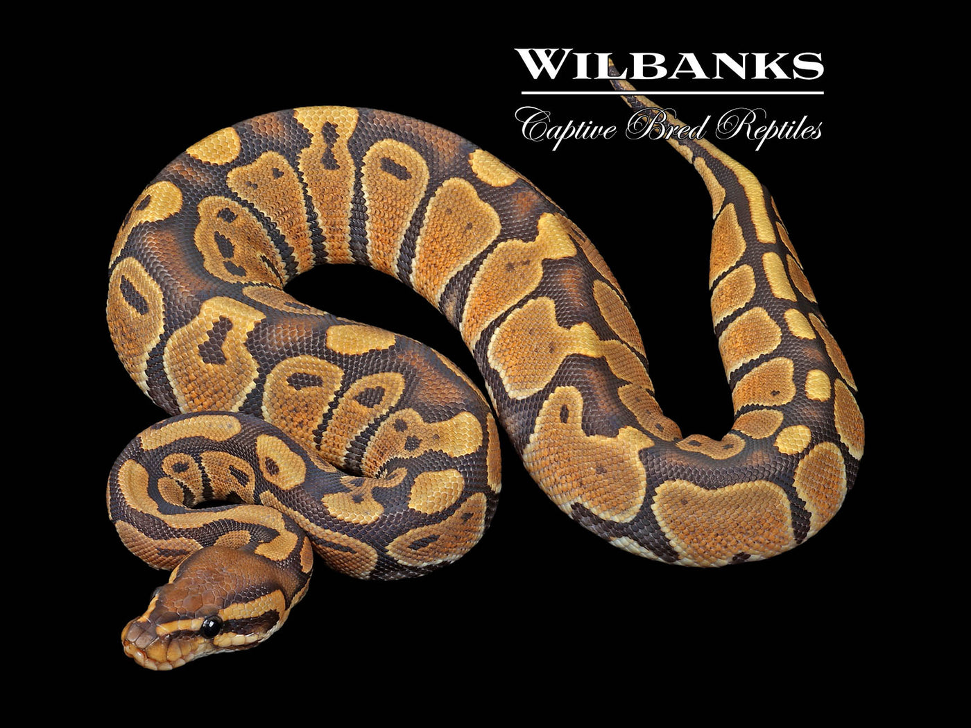Orange Crush Ball Python ♀ '24