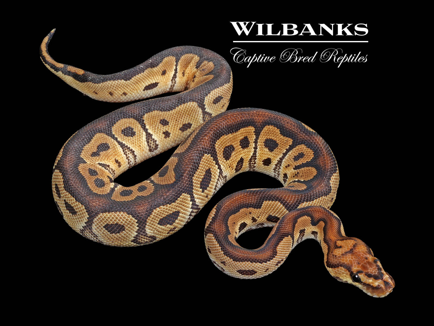 Clown Ball Python ♂ '24
