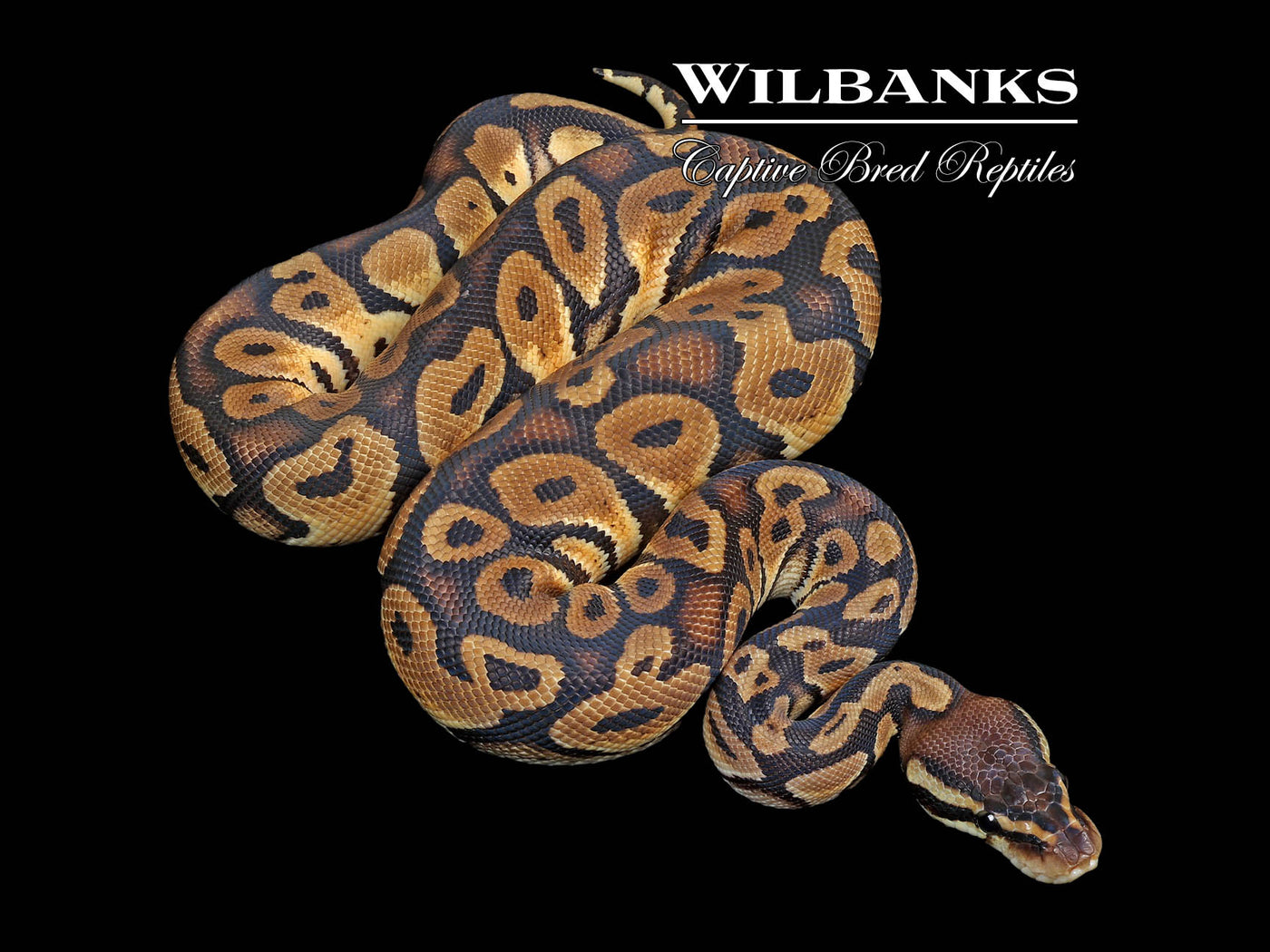 Pastel 100% Het. Black Axanthic Ball Python ♂ '24