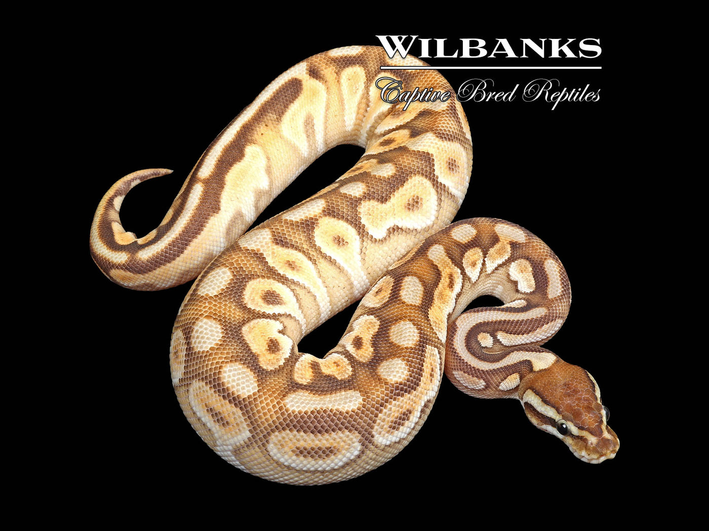 Mojave Enchi Cinnamon Spotnose Ball Python ♀ '24