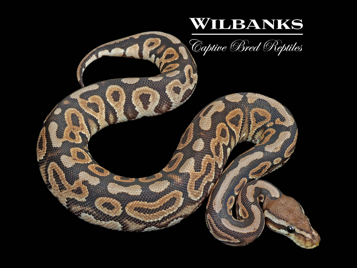 Cinnamon Spotnose Ball Python ♂ '24