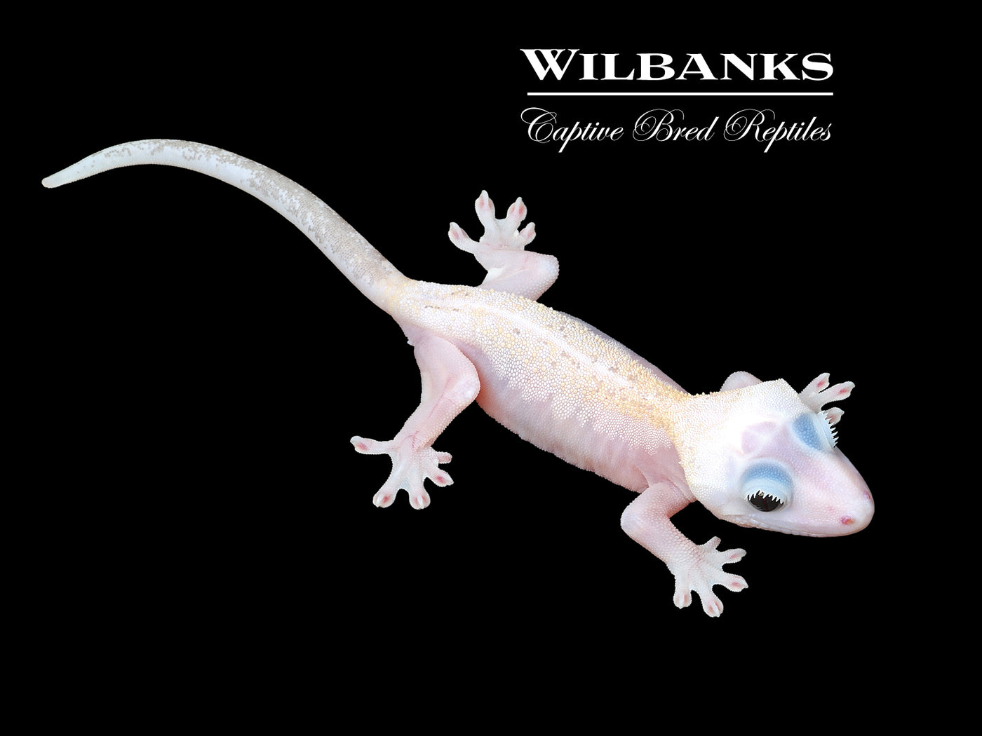 Super Fire aka Black Eyed Leucistic Crested Gecko ♂ '25