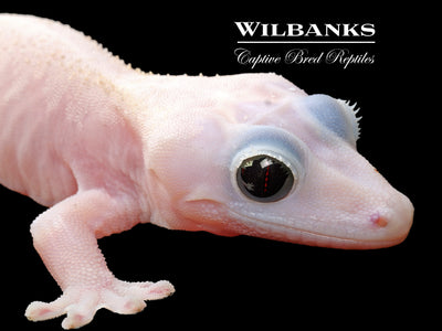 Super Fire aka Black Eyed Leucistic Crested Gecko ♀ '25