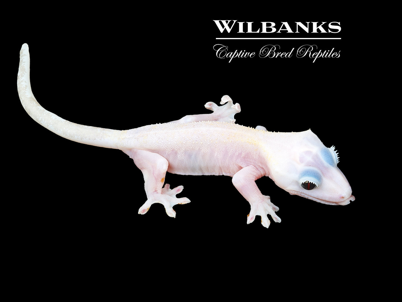 Super Fire aka Black Eyed Leucistic Crested Gecko ♀ '25