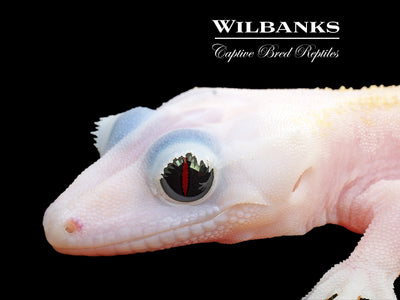 Super Fire aka Black Eyed Leucistic Crested Gecko ♀ '25